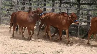 TOURINHOS SINDI DISPONÍVEIS DIRETO DA FAZENDA BRAZ PERNAMBUCO 09 11 2024