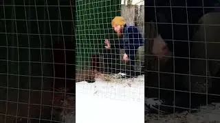 КУРИЦЫ НЕ ХОТЯТ СНИМАТЬСЯ В РОЛИКЕ. ЮМОР, ПРИКОЛ =)