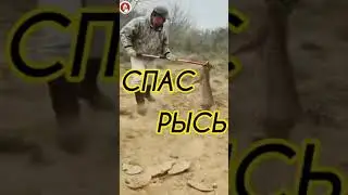 Спас Рысь Мужик - Красава 👍 
