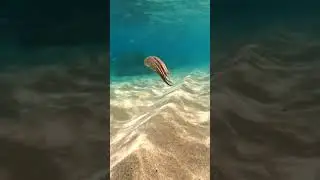 I finally got paid to clean the ocean 