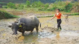 How To Harrow Primitive Fields With Buffalo - How To Rice Planting | New Free Bushcraft
