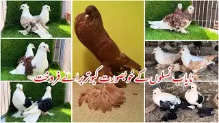 World Most Beautiful and Rare Fancy Pigeon | Top10 Fancy Pigeon | Fancy Kabootar Farming Multan