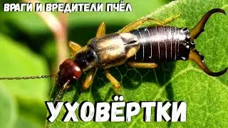 Уховёртки на пасеке. Что делать? Как избавиться от уховёрток на пасеке