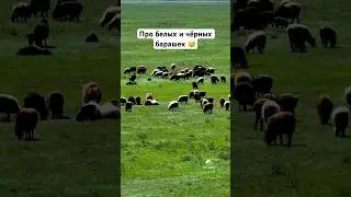 Про белых и черных барашек 😅