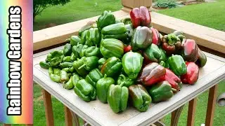 Early Pepper Harvest (Bacterial Leaf Spot Disease)  the Container Garden Greenstalk, Grow Vertical