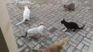 Funniest Cats Clips🐈😺 Part 5 | Funny Cats Compilation 2025 | Funny cat videos