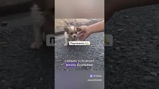Маленького щенка , как игрушку выбросили на улицу