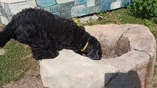 Кошки , собаки , хулиганы дома