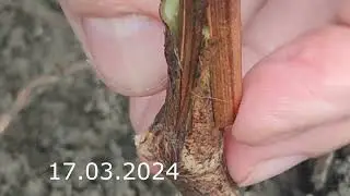grafting grapevines in march
