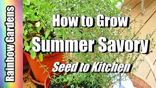 How to Grow Summer Savory, Savoury / Bohnenkraut , Seed to Kitchen, Plant, Care, Harvest, Drying