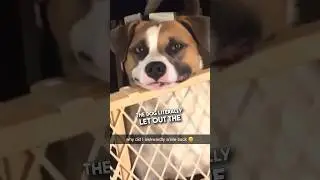 This is definitely a human trapped in a dogs body 🤣😳 
