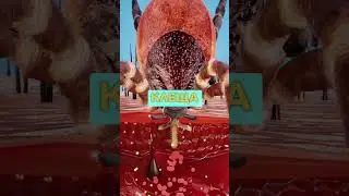 Укус КЛЕЩА Под Микроскопом 😱 (что будет) ✨ 
