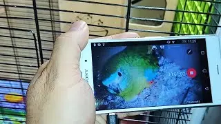 Эндоскоп - мини камера USB в гнезде. Кто вылупился у попугаев?