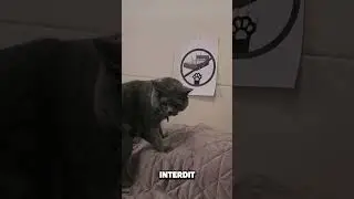 Ce Chat S'est Vengé De Son Propriétaire 😱