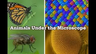 10 Animals That Turn Into Aliens Under the Microscope 🔬