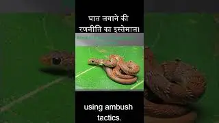 Banded Racer Snake and Glossy-bellied Racer Snake: Educational Wildlife Short #snake #bandedracer