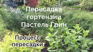 ПЕРЕСАДКА МЕТЕЛЬЧАТОЙ ГОРТЕНЗИИ. Пересаживаю Пастель грин. ПРОЦЕСС ПЕРЕСАДКИ.
