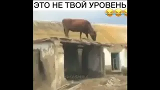 Подборка самых популярных роликов из Инстаграм.