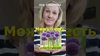 Гигантский Лук Суворова и чеснок Рокамболь