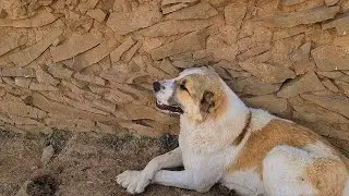 Аборигенные Волкодавы Туркменистана!