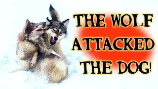 Tough showdown of a wolf and a husky! 