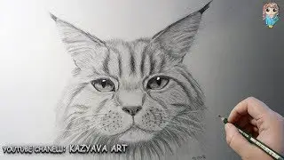 How to draw a cat of MAIN-COON breed in stages. Drawing lesson.