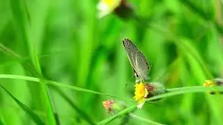 Grass Background HD Stock footage | Free HD Videos - No Copyright | #GreenGrass