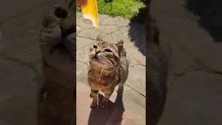 Мяу совсем зажрался...😸🤣😸😂😸 #trending #cat #кот #смех #funny #cats #дача #коты #приколы