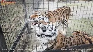 Тигры приревновали нас к верблюдам? Тайган. Tigers and camels in desert Taigan.