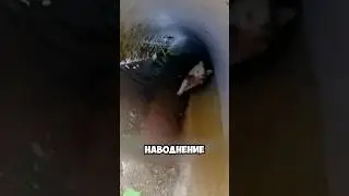 Спасение Котят От Наводнения Мамой Кошкой! 
