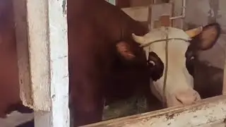 ДОЙКА АГАТЫ/СПУСТЯ ДВЕ НЕДЕЛИ.