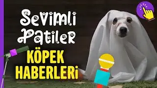 Sevimli Patiler - Köpek Haberleri | En Komik Köpek Videoları | Hayvanlar Alemi - Aklında Olsun