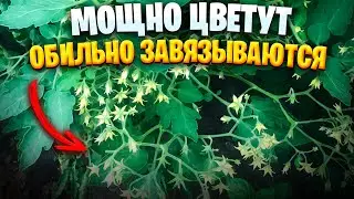ТОМАТЫ МОЩНО ДВИНУЛИСЬ В РОСТ И ЦВЕТ, ЧЕМ ПОЛИВАЮ...