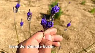 Egyptian Lavender (Fernleaf) in Full Bloom! Also called Lavender pinnata buchii