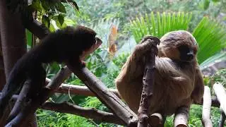 Sloth vs Monkeys