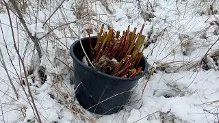 Посадка под Снег,Черенков Ивы, Фундука,Малины))