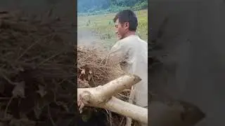harvesting Soya beans.🙃😥