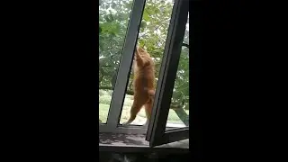 Домашний Кот. Дома и на Улице. Коты и кошки. Видео про Кошек. Смешные Кошки