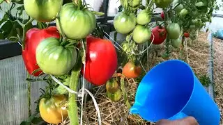 ПРОВЕРЕННАЯ СХЕМА ПОДКОРМКИ ТОМАТОВ НА ВЕСЬ СЕЗОН