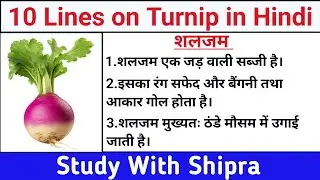 10 Lines on Turnip in Hindi | Short Essay on Turnip | 10 पंक्तियां शलजम पर | 10 लाइनें शलजम पर |