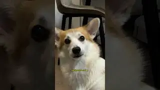 Мы бросили собаку 