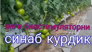Янги биостимуляторни помидорларда синаб курдик