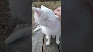Котик Бельчик всегда начеку)) #animals #котики #животные #cat