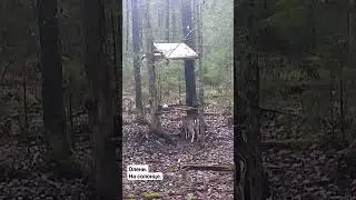 Олени. На солонце)Фото и видео с фотоловушек Егерькам. 