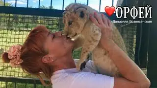 💔 ОРФЕЙ, прости... Life of lions.Taigan.