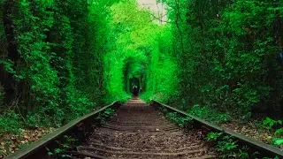 Туннель любви. Село Клевань. Украина. Ровно. Путешествие. The tunnel of love. Klevan. Ukraine.