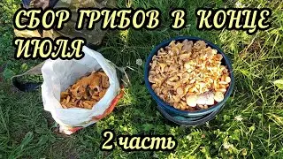 Сбор грибов в конце июля 2022 года 2 часть