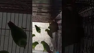 Liat Burung Srindit Hijau di Kios Arun Kicau Mania