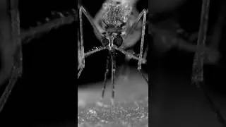 Mosquito Week is back.