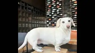 Oh oh the misery homophobic dog meme